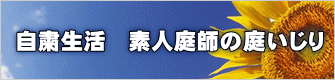 自粛生活　素人庭師の庭いじり